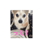 愛犬ぷー様（個別スタンプ：2）