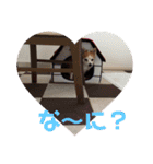 愛犬ぷー様（個別スタンプ：3）