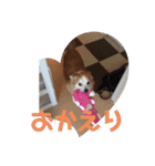 愛犬ぷー様（個別スタンプ：4）