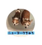 愛犬ぷー様（個別スタンプ：5）