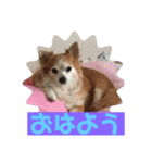 愛犬ぷー様（個別スタンプ：6）