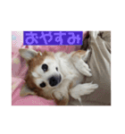 愛犬ぷー様（個別スタンプ：7）