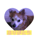 愛犬ぷー様（個別スタンプ：8）