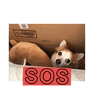 愛犬ぷー様（個別スタンプ：9）