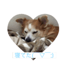 愛犬ぷー様（個別スタンプ：10）