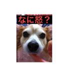 愛犬ぷー様（個別スタンプ：11）