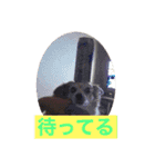 愛犬ぷー様（個別スタンプ：12）