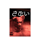 愛犬ぷー様（個別スタンプ：13）