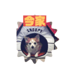 愛犬ぷー様（個別スタンプ：14）