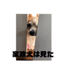 愛犬ぷー様（個別スタンプ：15）