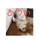 愛犬ぷー様（個別スタンプ：16）