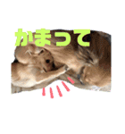 H.M.P.Y（個別スタンプ：11）