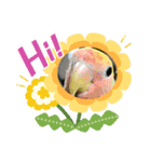 5鳥ちゃん（個別スタンプ：1）