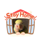 5鳥ちゃん（個別スタンプ：4）