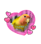 5鳥ちゃん（個別スタンプ：5）
