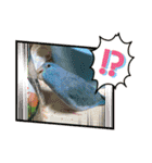 5鳥ちゃん（個別スタンプ：13）