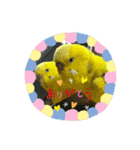 5鳥ちゃん（個別スタンプ：16）