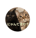 にゃんずで返信（個別スタンプ：1）