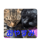 にゃんずで返信（個別スタンプ：3）