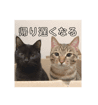 にゃんずで返信（個別スタンプ：4）