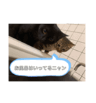 にゃんずで返信（個別スタンプ：5）