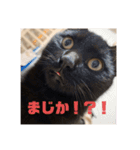 にゃんずで返信（個別スタンプ：7）