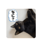 にゃんずで返信（個別スタンプ：9）