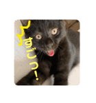 にゃんずで返信（個別スタンプ：10）