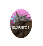 にゃんずで返信（個別スタンプ：11）