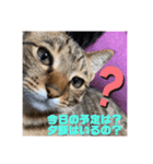 にゃんずで返信（個別スタンプ：12）