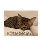 にゃんずで返信（個別スタンプ：14）