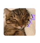 にゃんずで返信（個別スタンプ：15）
