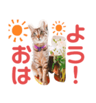 ネコのスタンプ◯（個別スタンプ：1）