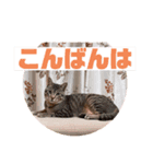 ネコのスタンプ◯（個別スタンプ：6）