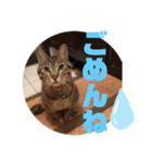 ネコのスタンプ◯（個別スタンプ：8）