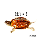 亀の日常 KMK（個別スタンプ：2）