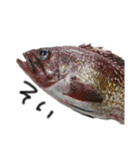 お魚しりーず（個別スタンプ：11）