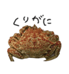 お魚しりーず（個別スタンプ：12）
