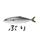 お魚しりーず（個別スタンプ：13）