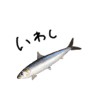 お魚しりーず（個別スタンプ：17）
