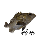 お魚しりーず（個別スタンプ：20）