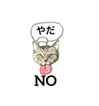 アクの強い ネコ たち 1 基本編 ver2（個別スタンプ：1）