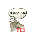 アクの強い ネコ たち 1 基本編 ver2（個別スタンプ：2）