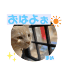 茶トラのだいずとまめ5（個別スタンプ：1）