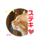 茶トラのだいずとまめ5（個別スタンプ：4）