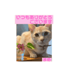 茶トラのだいずとまめ5（個別スタンプ：5）