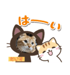 茶トラのだいずとまめ5（個別スタンプ：7）