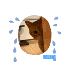 茶トラのだいずとまめ5（個別スタンプ：9）