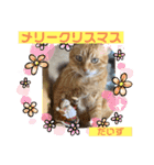 茶トラのだいずとまめ5（個別スタンプ：12）