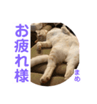茶トラのだいずとまめ5（個別スタンプ：14）